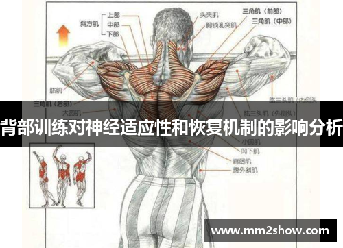 背部训练对神经适应性和恢复机制的影响分析 背部训练对神经适应性和恢复机制的影响分析